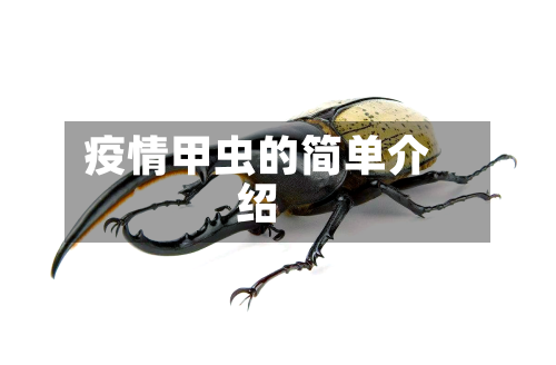 疫情甲虫的简单介绍-第1张图片
