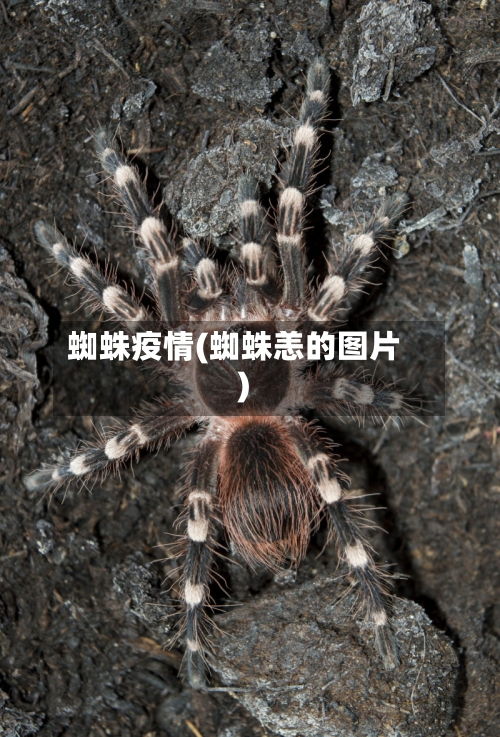 蜘蛛疫情(蜘蛛恙的图片)-第2张图片