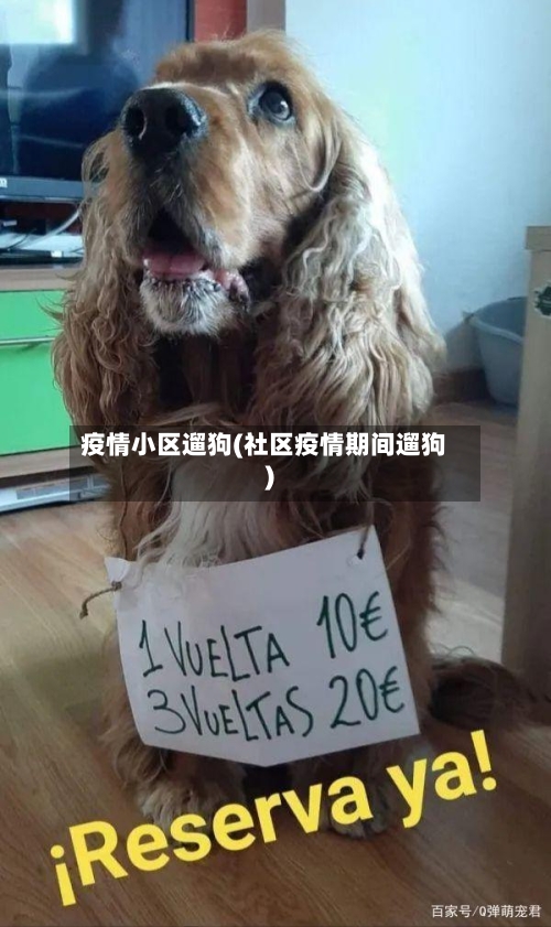 疫情小区遛狗(社区疫情期间遛狗)-第2张图片